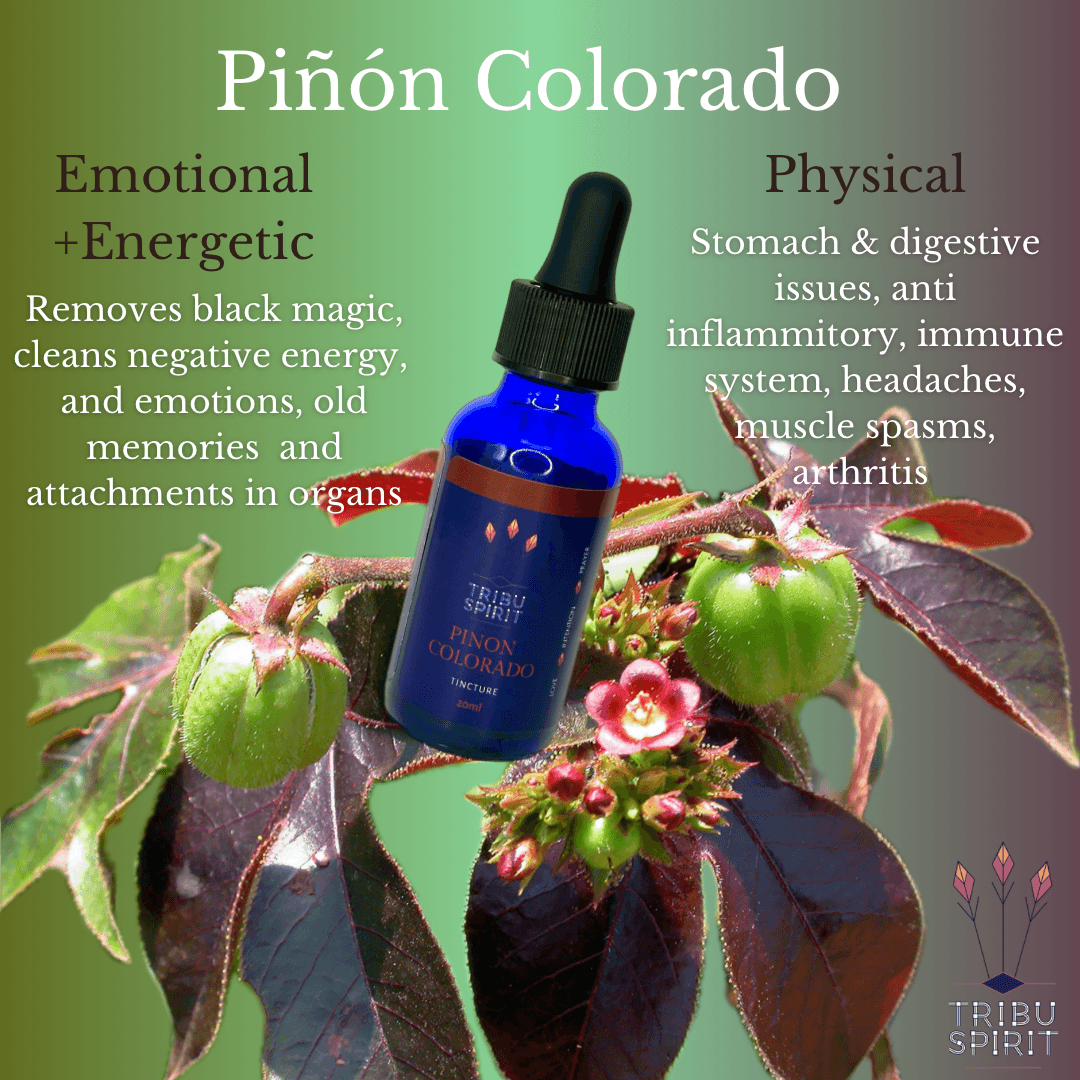 Piñón Colorado - Master Plant Tincture