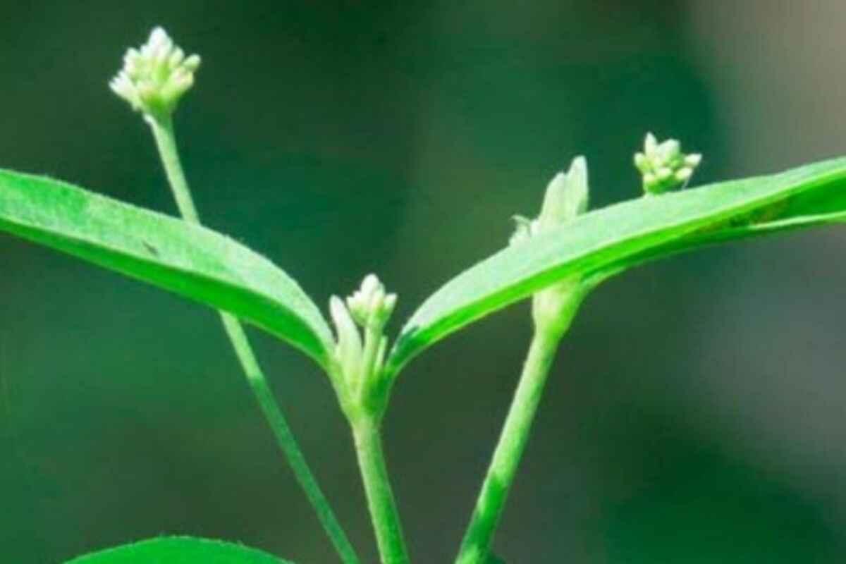 Marosa - Master Plant Tincture