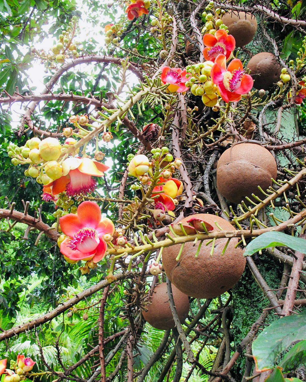 Ayahuama - Master Plant Tincture