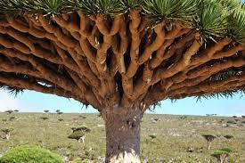 Dragons Blood