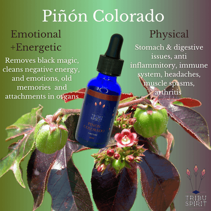 Piñón Colorado - Master Plant Tincture