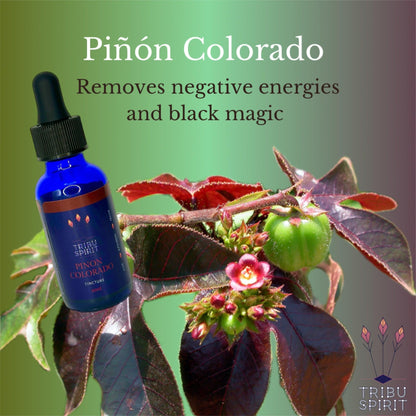 Piñón Colorado - Master Plant Tincture
