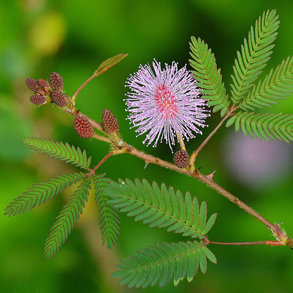 Tanti Rao - Master Plant Tincture