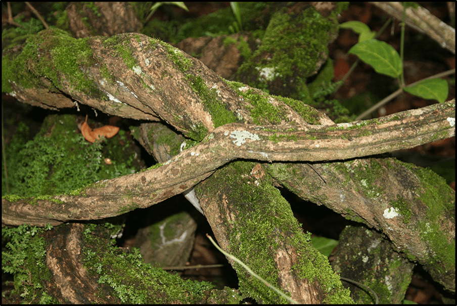 Ayahuasca Vine - Master Plant Tincture