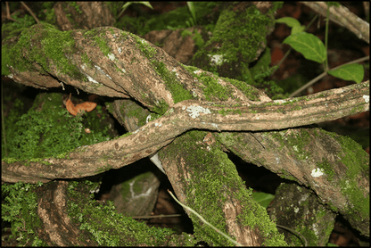 Ayahuasca Vine - Master Plant Tincture