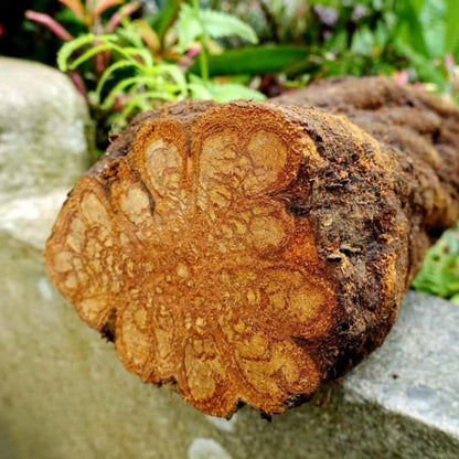Ayahuasca Vine - Master Plant Tincture